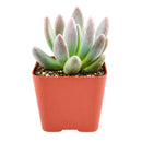 Echeveria haagai 'Tolimanensis'