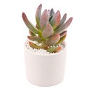 Echeveria haagai 'Tolimanensis'