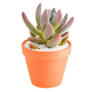 Echeveria haagai 'Tolimanensis'