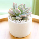 Echeveria haagai 'Tolimanensis'