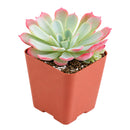 Echeveria laulensis
