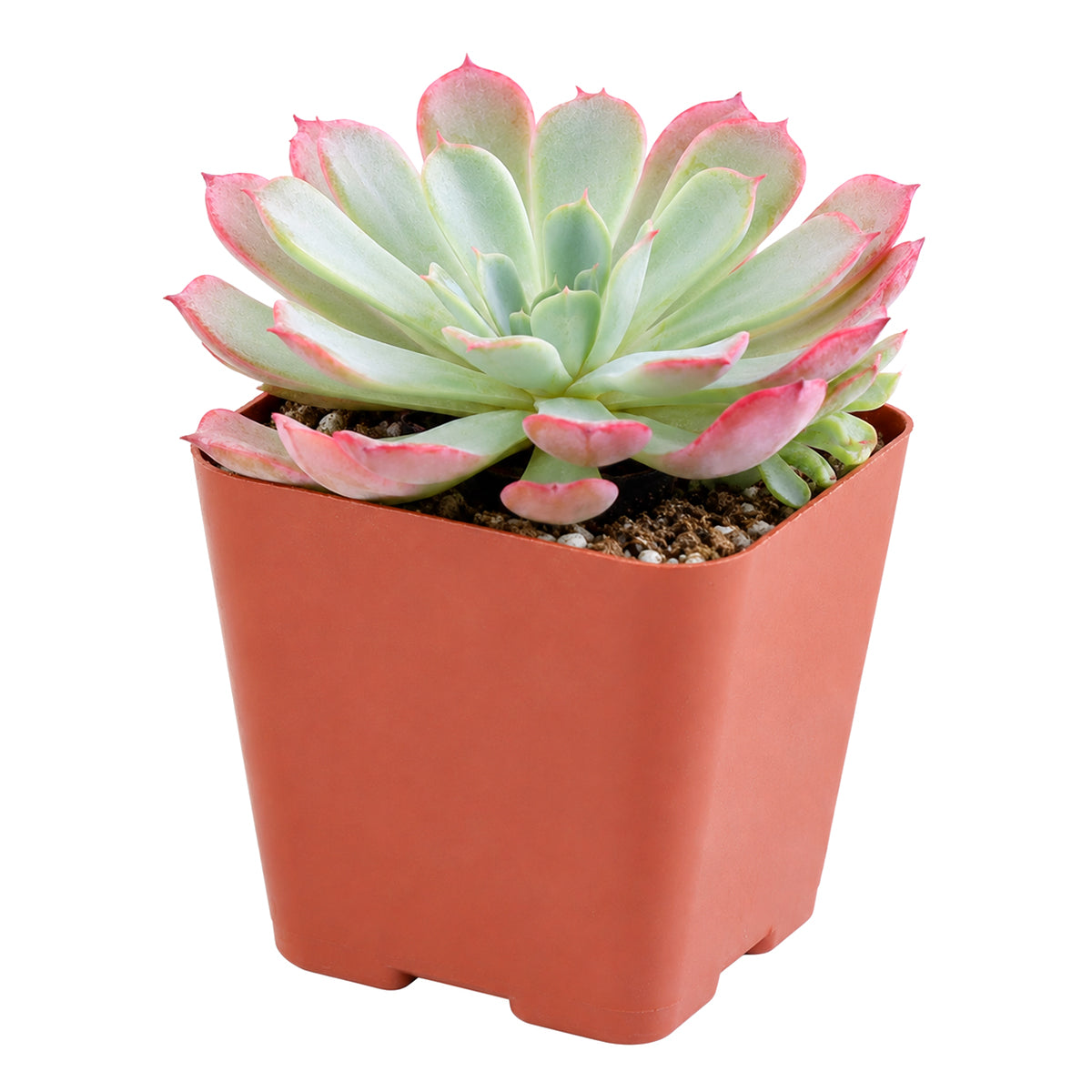 Echeveria laulensis