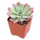 Echeveria laulensis