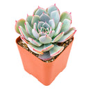 Echeveria laulensis