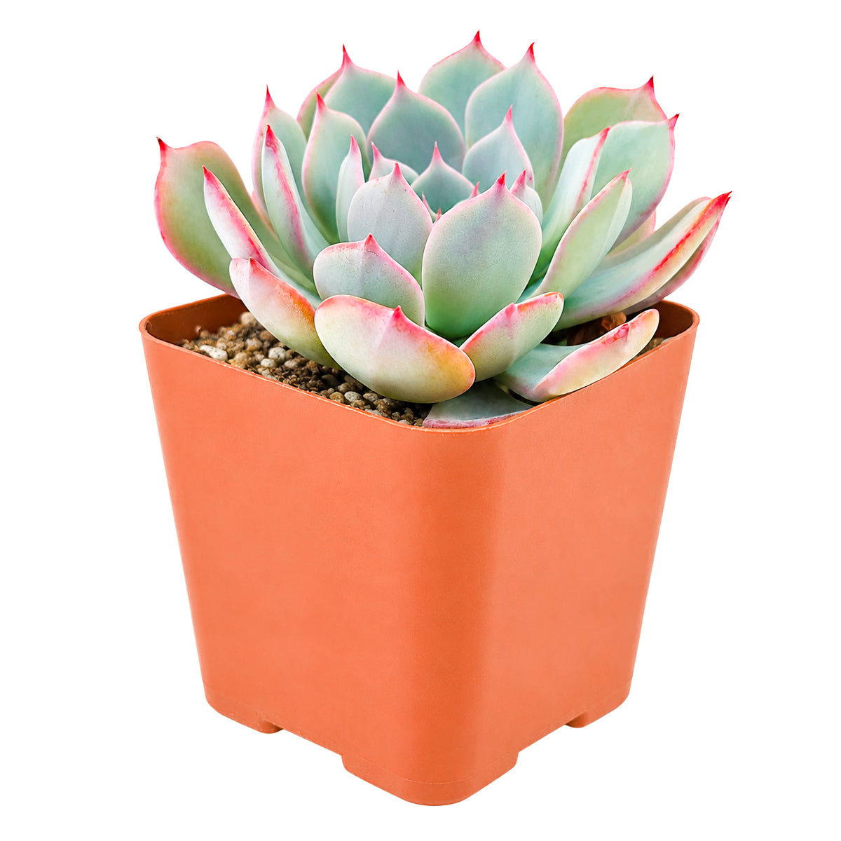 Echeveria laulensis