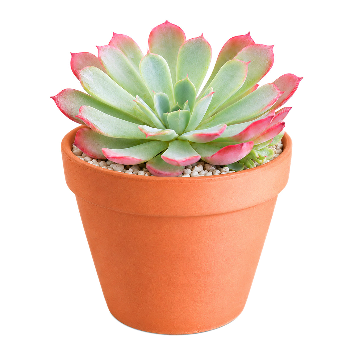 Echeveria laulensis