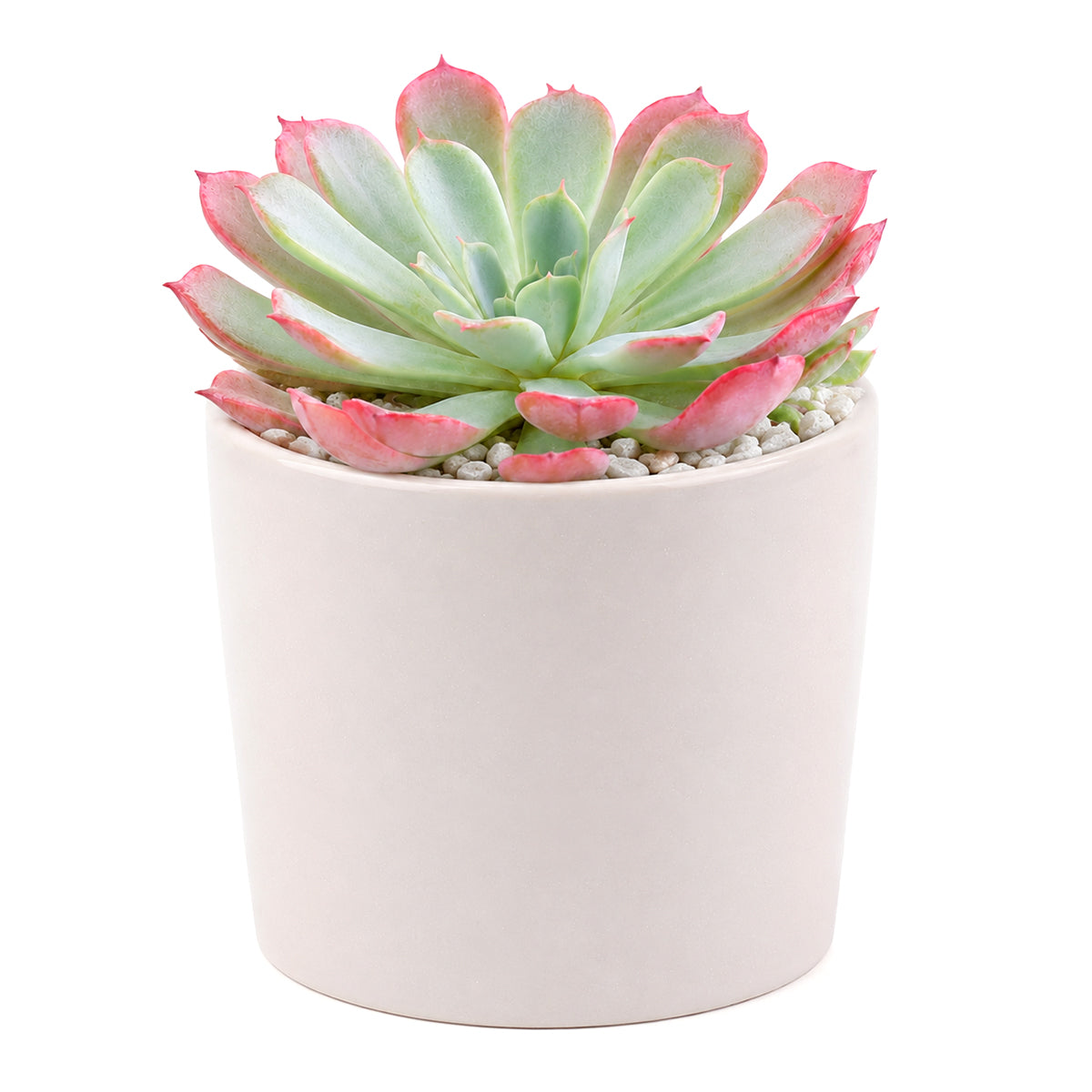 Echeveria laulensis