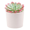 Echeveria laulensis