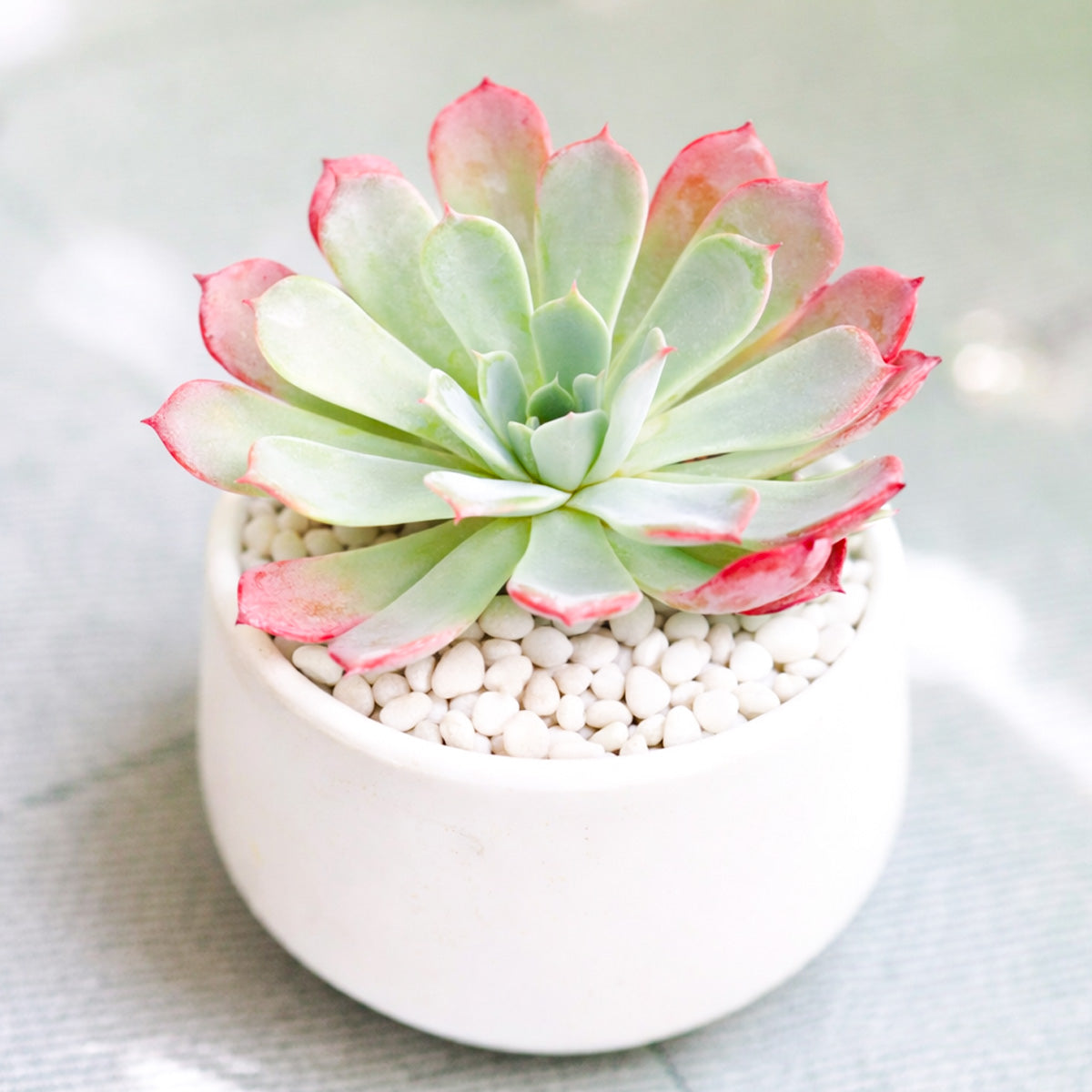 Echeveria laulensis