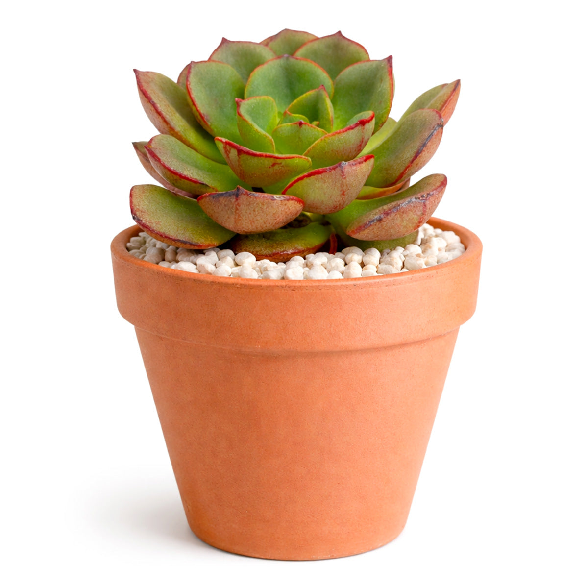 2 inch Echeveria Moranii, colorful succulents, low-maintenance plants, succulent rosettes, easy-to-grow plants