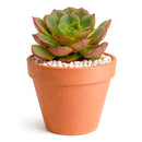 2 inch Echeveria Moranii, colorful succulents, low-maintenance plants, succulent rosettes, easy-to-grow plants