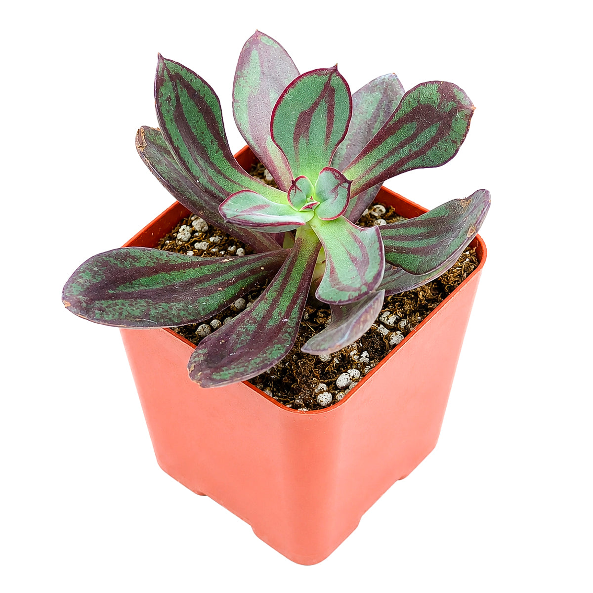 2 inch painted echeveria nodulosa 'benitsukasa' live succulent for sale in bamboo pot, eco-friendly bamboo pot pairs beautifully with rich red-marbled foliage, thick fleshy leaves with deep burgundy paint-like streaks, rosette form with naturally narrow footprint, slow-growing drought-tolerant easy care succulent, sustainable bohemian living decor accent, perfect thoughtful gift for eco-conscious plant enthusiasts
