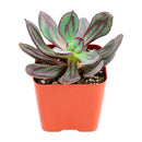 2 inch painted echeveria nodulosa 'benitsukasa' live succulent for sale in bamboo pot, eco-friendly bamboo pot pairs beautifully with rich red-marbled foliage, thick fleshy leaves with deep burgundy paint-like streaks, rosette form with naturally narrow footprint, slow-growing drought-tolerant easy care succulent, sustainable bohemian living decor accent, perfect thoughtful gift for eco-conscious plant enthusiasts