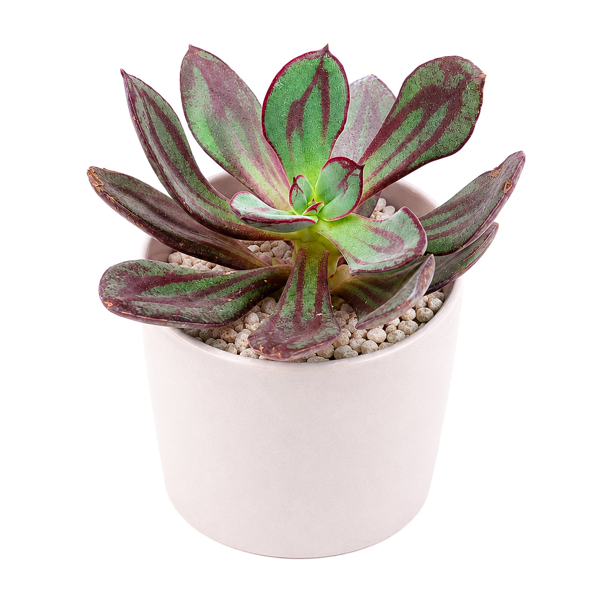 2 inch painted echeveria nodulosa 'benitsukasa' live succulent for sale in bamboo pot, eco-friendly bamboo pot pairs beautifully with rich red-marbled foliage, thick fleshy leaves with deep burgundy paint-like streaks, rosette form with naturally narrow footprint, slow-growing drought-tolerant easy care succulent, sustainable bohemian living decor accent, perfect thoughtful gift for eco-conscious plant enthusiasts
