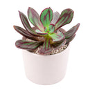 2 inch painted echeveria nodulosa 'benitsukasa' live succulent for sale in bamboo pot, eco-friendly bamboo pot pairs beautifully with rich red-marbled foliage, thick fleshy leaves with deep burgundy paint-like streaks, rosette form with naturally narrow footprint, slow-growing drought-tolerant easy care succulent, sustainable bohemian living decor accent, perfect thoughtful gift for eco-conscious plant enthusiasts