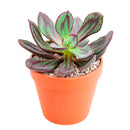 2 inch painted echeveria nodulosa 'benitsukasa' live succulent for sale in bamboo pot, eco-friendly bamboo pot pairs beautifully with rich red-marbled foliage, thick fleshy leaves with deep burgundy paint-like streaks, rosette form with naturally narrow footprint, slow-growing drought-tolerant easy care succulent, sustainable bohemian living decor accent, perfect thoughtful gift for eco-conscious plant enthusiasts