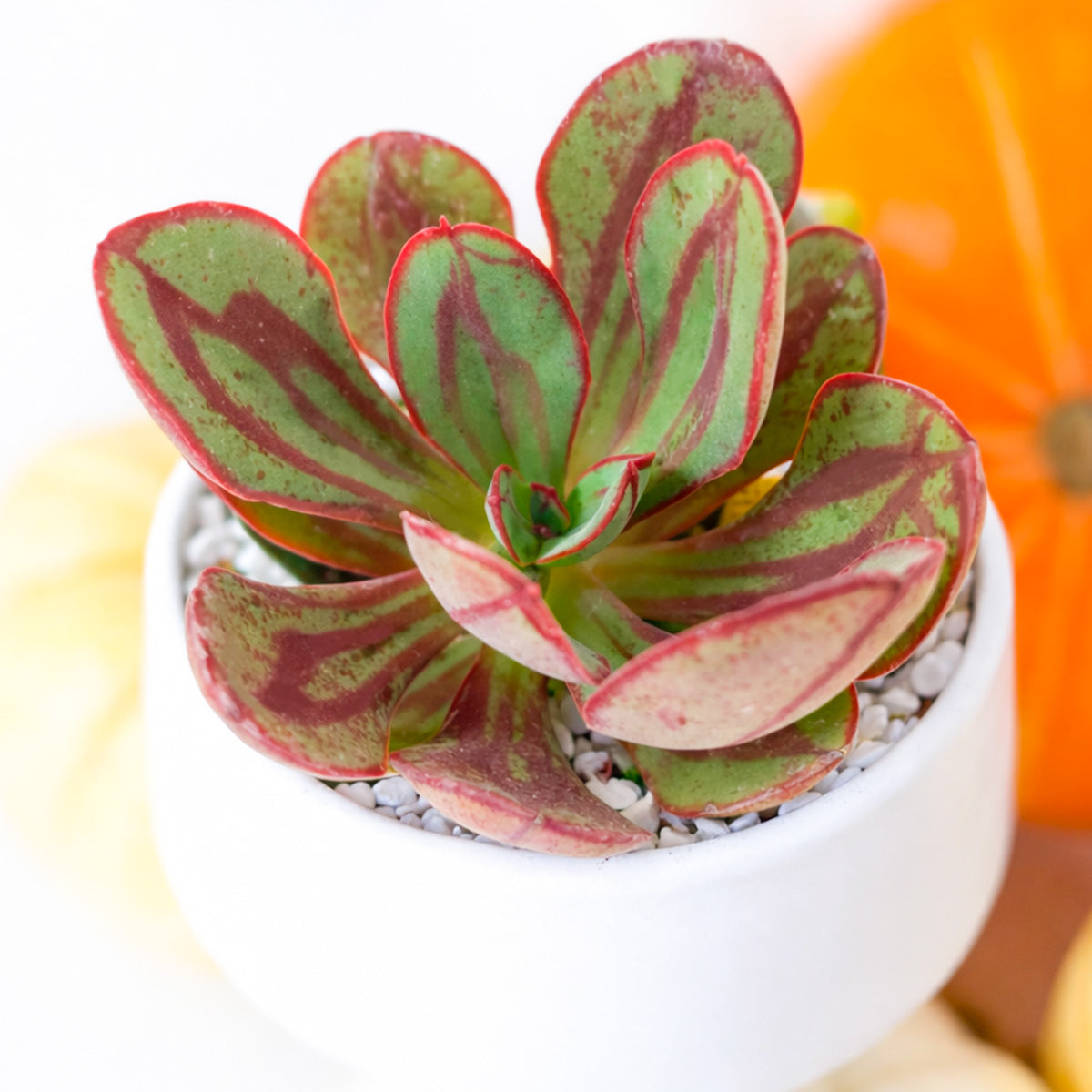 2 inch Echeveria nodulosa - Painted Echeveria, green succulents, indoor succulents, succulent care guide, buy succulents online