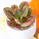 2 inch Echeveria nodulosa - Painted Echeveria, green succulents, indoor succulents, succulent care guide, buy succulents online
