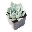 2 inch Echeveria peacockii (Peacock Echeveria) for sale. Echeveria peacockii is a compact ornamental succulent featuring symmetrical rosettes with attractive blue-green foliage. It grows best in bright light with fast-draining soil and needs minimal watering to stay healthy. This low-maintenance succulent is ideal for windowsills, desks, or decorative plant arrangements.