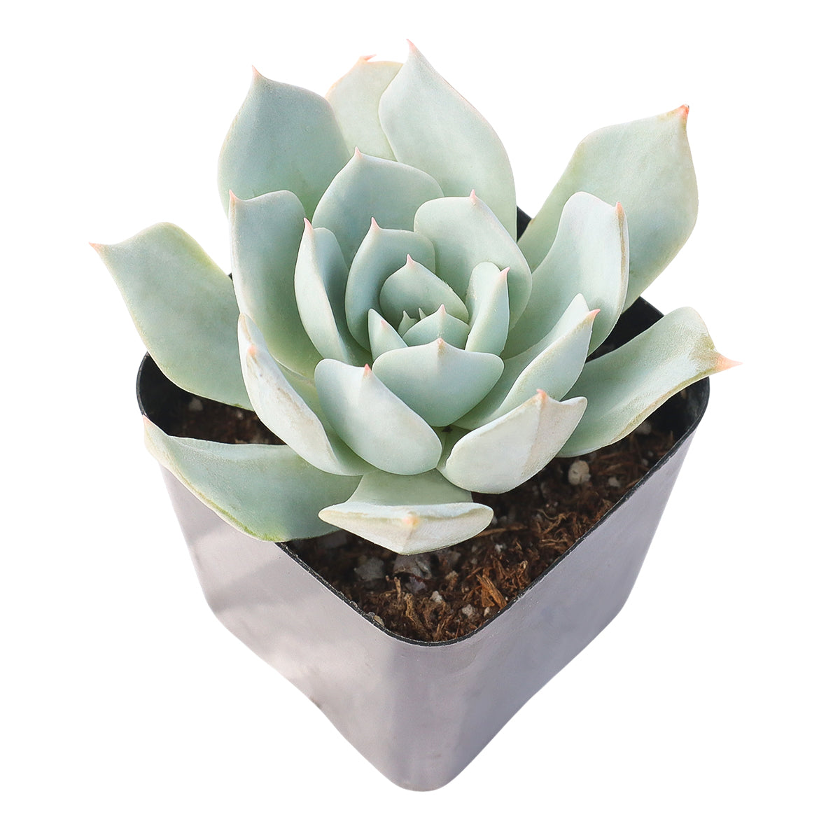 Buy 4 inch Echeveria peacockii (Peacock Echeveria) online. Echeveria peacockii is a graceful ornamental succulent known for its sculptural rosette and attractive fleshy foliage. It grows well in bright light with fast-draining soil and is highly drought-tolerant once established. This low-maintenance succulent is an excellent choice for indoor décor, succulent gardens, or as a thoughtful gift.