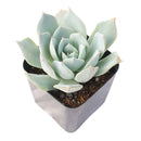 2 inch Echeveria peacockii (Peacock Echeveria) for sale. Echeveria peacockii is a compact ornamental succulent featuring symmetrical rosettes with attractive blue-green foliage. It grows best in bright light with fast-draining soil and needs minimal watering to stay healthy. This low-maintenance succulent is ideal for windowsills, desks, or decorative plant arrangements.