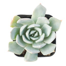 2 inch Echeveria peacockii (Peacock Echeveria) for sale. Echeveria peacockii is a compact ornamental succulent featuring symmetrical rosettes with attractive blue-green foliage. It grows best in bright light with fast-draining soil and needs minimal watering to stay healthy. This low-maintenance succulent is ideal for windowsills, desks, or decorative plant arrangements.