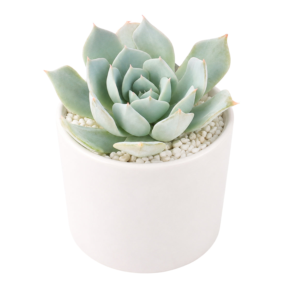 Buy 2 inch Echeveria peacockii (Peacock Echeveria) online. This elegant succulent is prized for its perfectly formed rosette and soft blue-green leaves that bring natural charm to any indoor setting. It prefers bright light, well-draining soil, and infrequent watering for healthy growth. This easy-care succulent is perfect for beginners, collectors, or anyone who enjoys beautiful indoor plants.