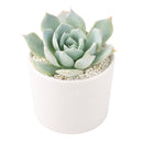 2 inch Echeveria peacockii (Peacock Echeveria) for sale. Echeveria peacockii is a compact ornamental succulent featuring symmetrical rosettes with attractive blue-green foliage. It grows best in bright light with fast-draining soil and needs minimal watering to stay healthy. This low-maintenance succulent is ideal for windowsills, desks, or decorative plant arrangements.