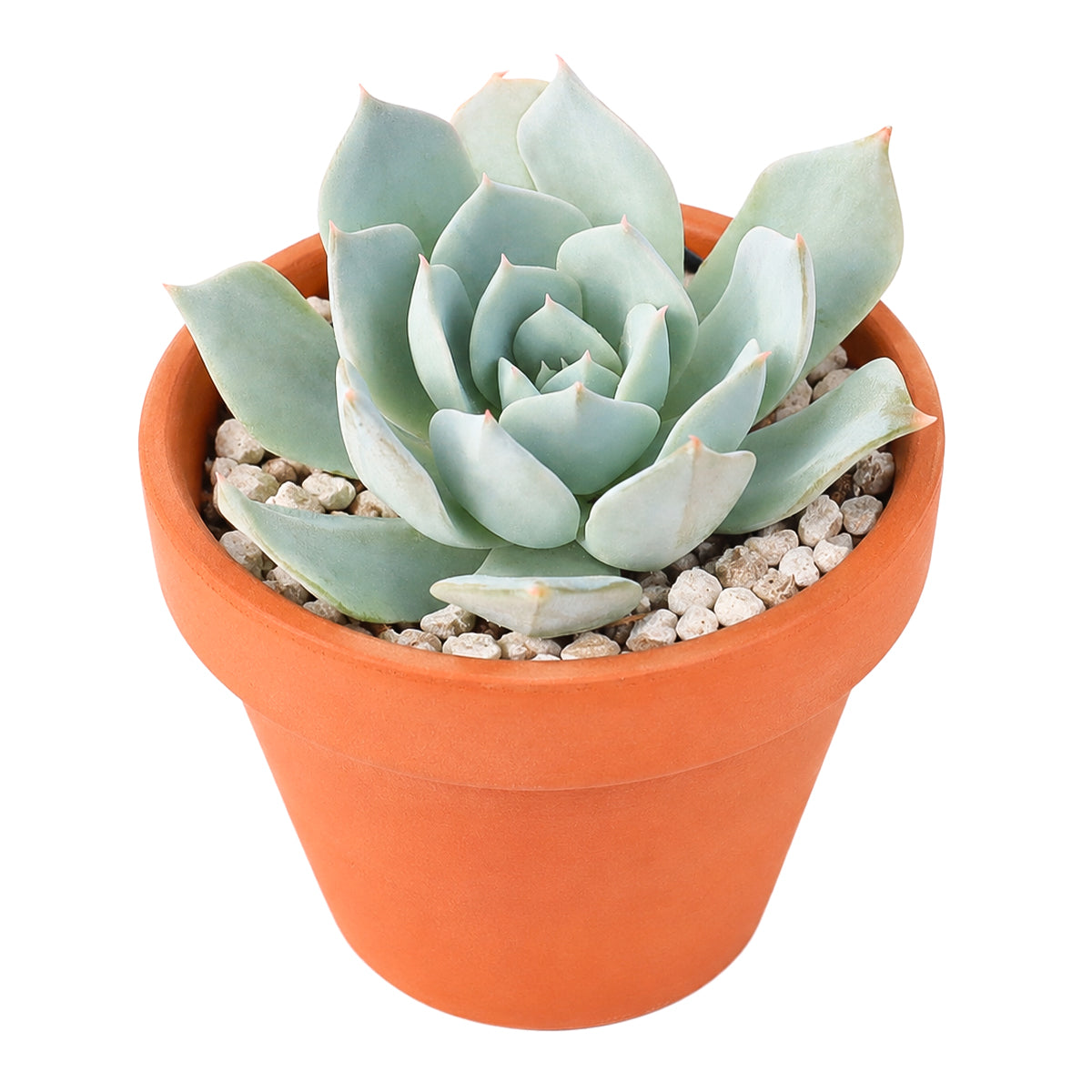 2 inch Echeveria peacockii (Peacock Echeveria) for sale. Echeveria peacockii is a compact ornamental succulent featuring symmetrical rosettes with attractive blue-green foliage. It grows best in bright light with fast-draining soil and needs minimal watering to stay healthy. This low-maintenance succulent is ideal for windowsills, desks, or decorative plant arrangements.