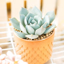 2 inch Echeveria peacockii (Peacock Echeveria) for sale. Echeveria peacockii is a compact ornamental succulent featuring symmetrical rosettes with attractive blue-green foliage. It grows best in bright light with fast-draining soil and needs minimal watering to stay healthy. This low-maintenance succulent is ideal for windowsills, desks, or decorative plant arrangements.