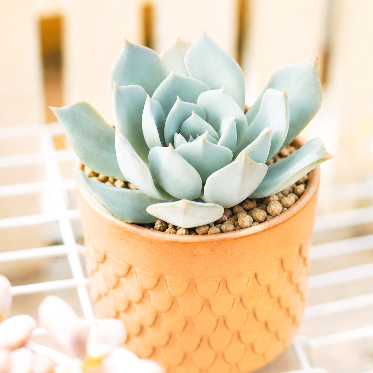 Buy 2 inch Echeveria peacockii (Peacock Echeveria) online. Peacock Echeveria is a beautiful succulent admired for its elegant blue-green rosettes and smooth, fleshy leaves that add timeless beauty to any space. It thrives in bright light with well-draining soil and requires only occasional watering, making it easy to care for. This charming succulent is perfect for homes, offices, or anyone looking to expand their succulent collection.