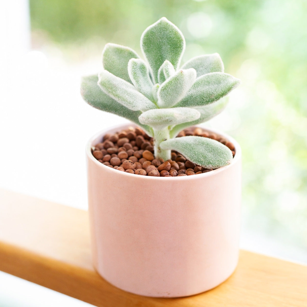 Echeveria pulvinata 'Frosty' in California, How to grow Echeveria pulvinata 'Frosty', rare succulents, rare succulents for sale, unique succulents