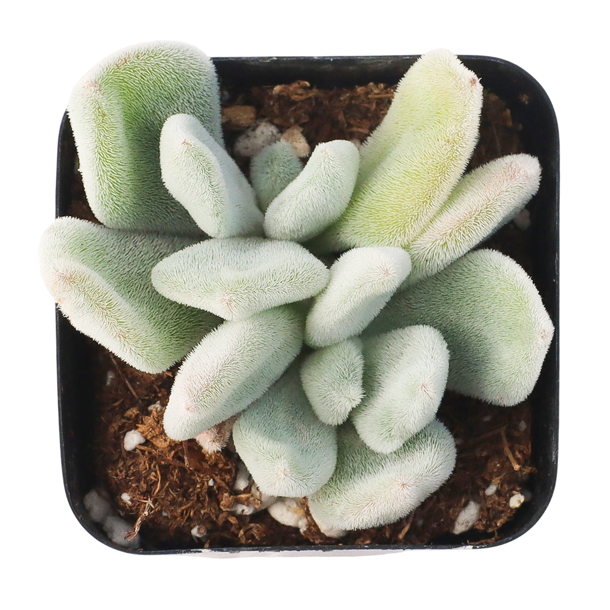 Echeveria pulvinata 'Frosty' in California, How to grow Echeveria pulvinata 'Frosty', rare succulents, rare succulents for sale, unique succulents
