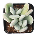 Echeveria pulvinata 'Frosty' in California, How to grow Echeveria pulvinata 'Frosty', rare succulents, rare succulents for sale, unique succulents