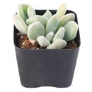 Echeveria pulvinata 'Frosty' in California, How to grow Echeveria pulvinata 'Frosty', rare succulents, rare succulents for sale, unique succulents