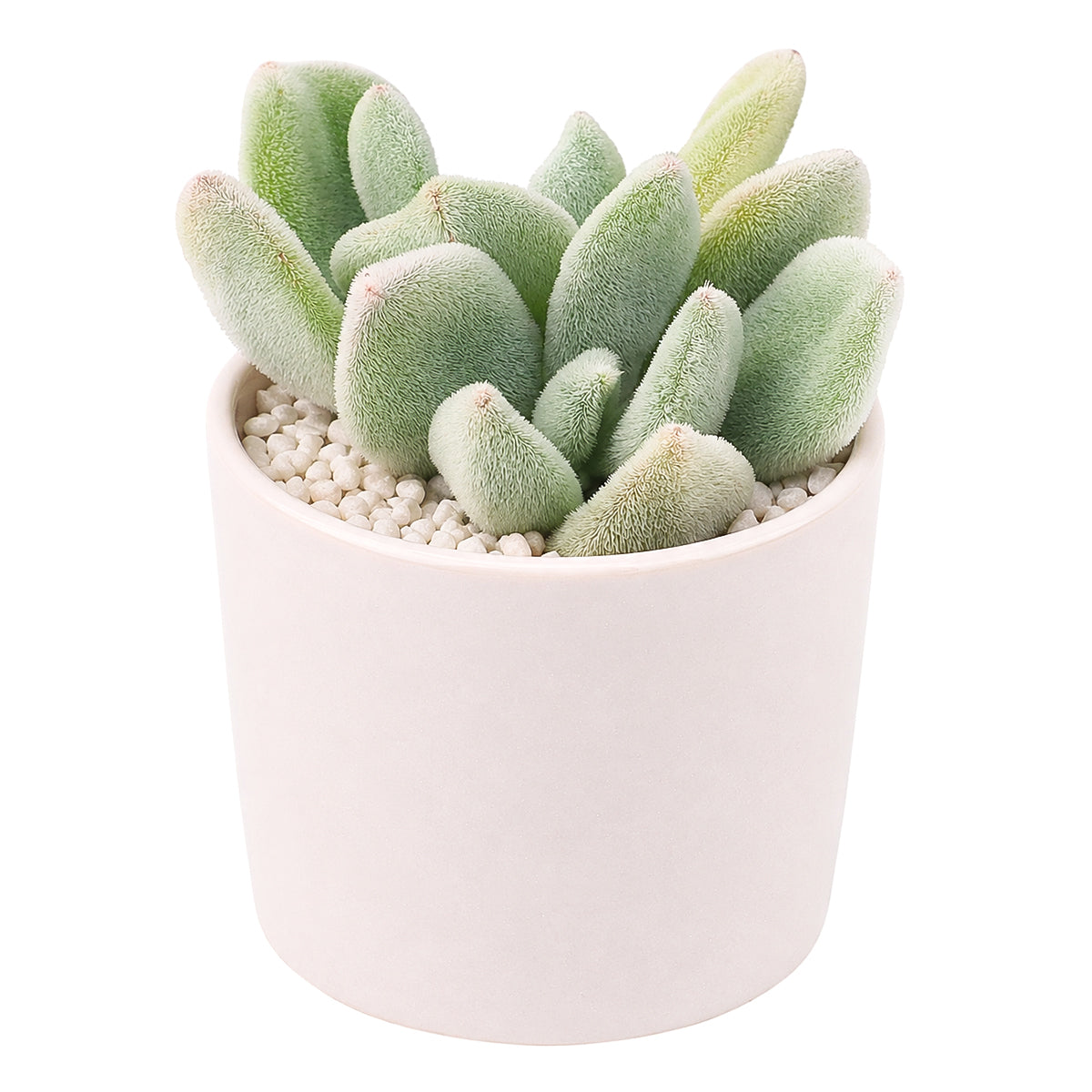 Echeveria pulvinata 'Frosty' in California, How to grow Echeveria pulvinata 'Frosty', rare succulents, rare succulents for sale, unique succulents