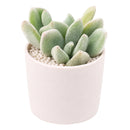 Echeveria pulvinata 'Frosty' in California, How to grow Echeveria pulvinata 'Frosty', rare succulents, rare succulents for sale, unique succulents