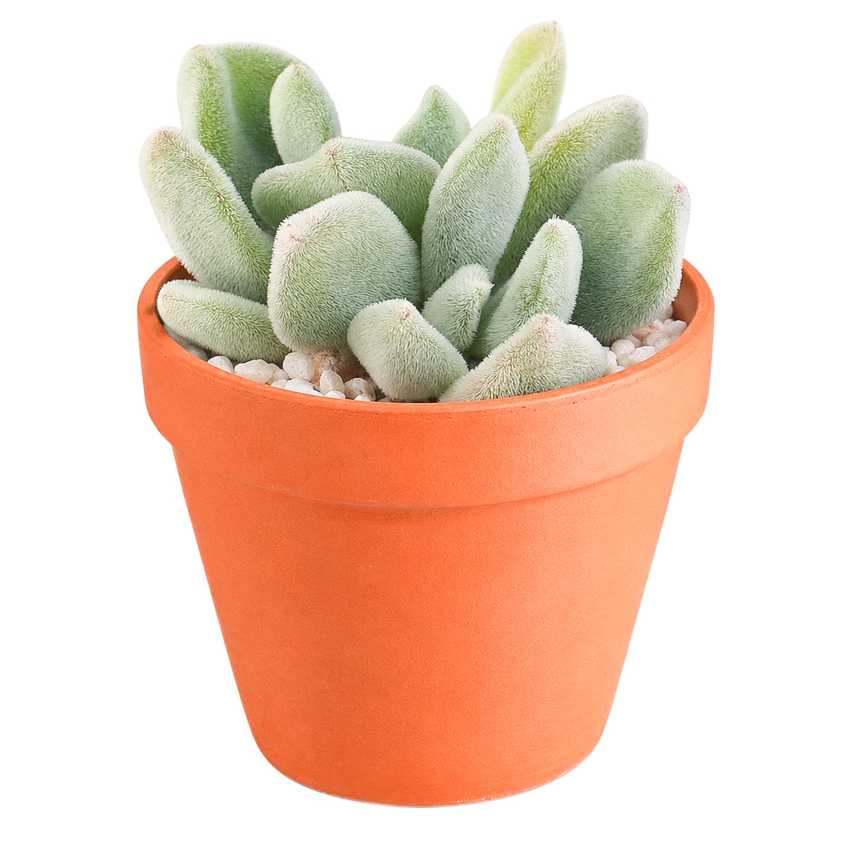Echeveria pulvinata 'Frosty' in California, How to grow Echeveria pulvinata 'Frosty', rare succulents, rare succulents for sale, unique succulents