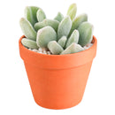 Echeveria pulvinata 'Frosty' in California, How to grow Echeveria pulvinata 'Frosty', rare succulents, rare succulents for sale, unique succulents