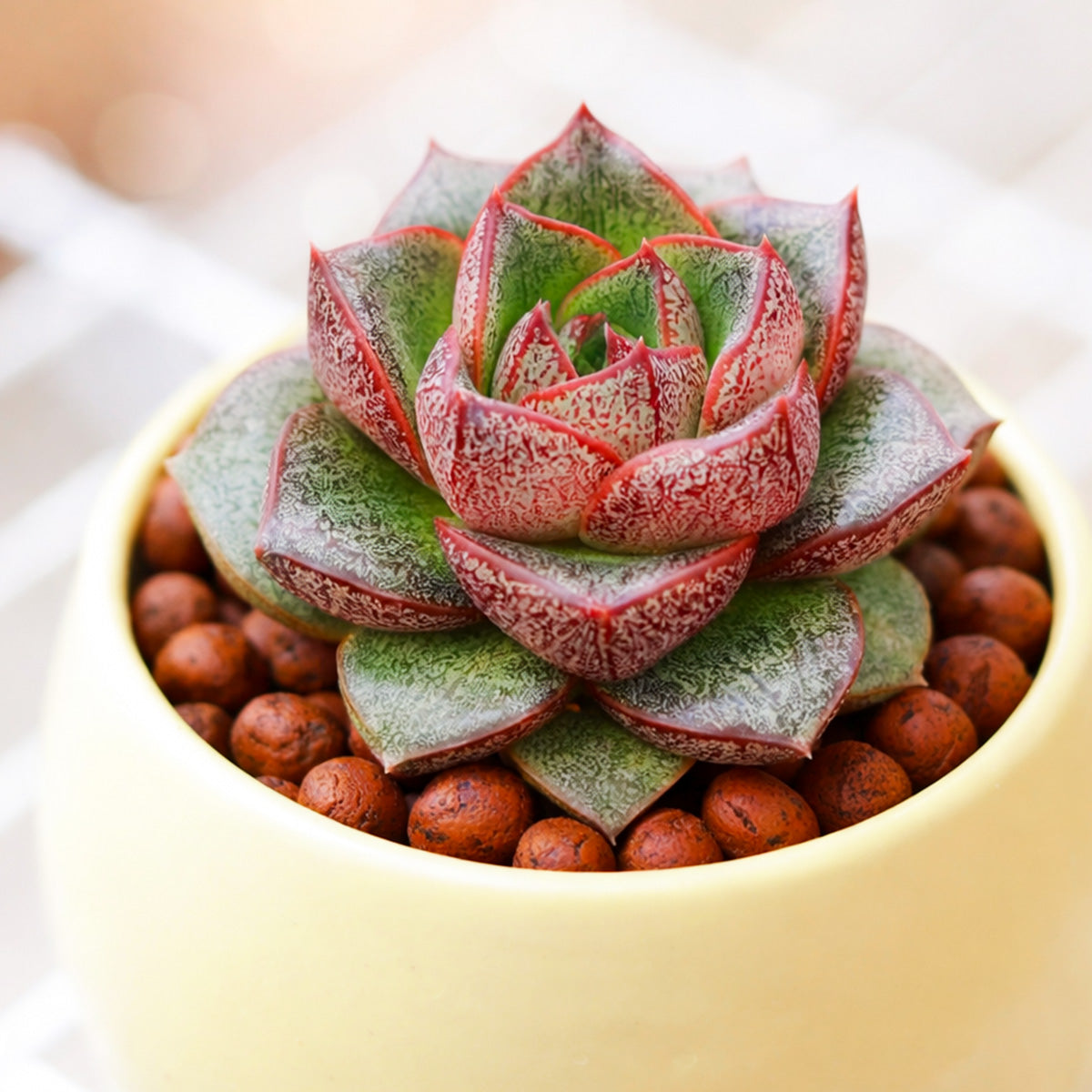 echeveria red succulent care indoor Echeveria purpusorum ‘Dionysos’