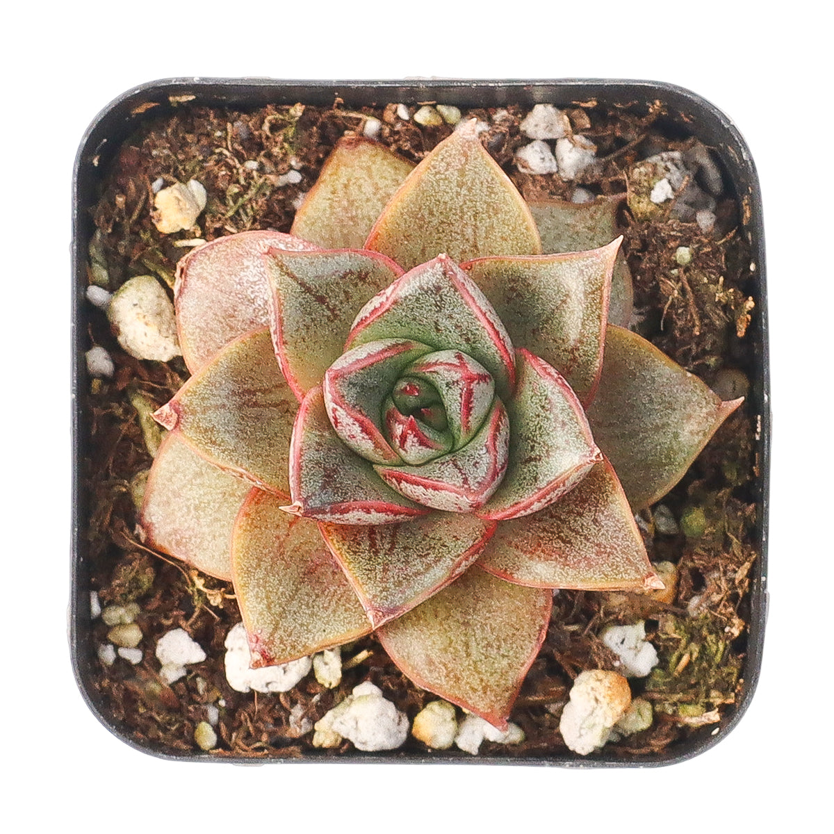 2 inch Echeveria purpusorum 'Dionysos', green succulents, indoor succulents, succulent care guide, buy succulents online