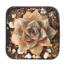 2 inch Echeveria purpusorum 'Dionysos', green succulents, indoor succulents, succulent care guide, buy succulents online