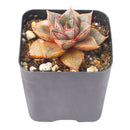 2 inch Echeveria purpusorum 'Dionysos', green succulents, indoor succulents, succulent care guide, buy succulents online