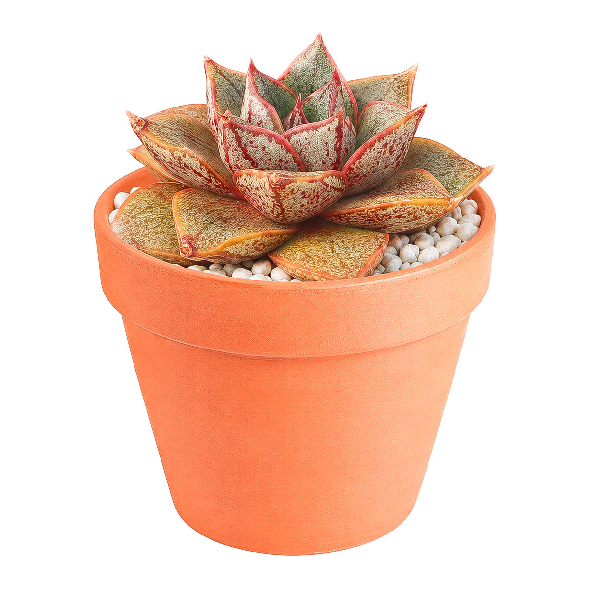 2 inch Echeveria purpusorum 'Dionysos', green succulents, indoor succulents, succulent care guide, buy succulents online