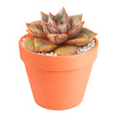 2 inch Echeveria purpusorum 'Dionysos', green succulents, indoor succulents, succulent care guide, buy succulents online