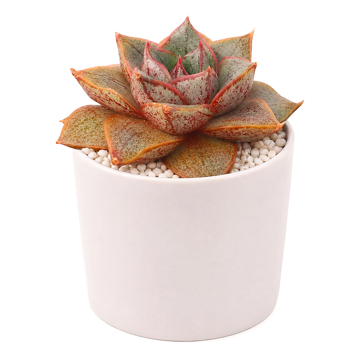 2 inch Echeveria purpusorum 'Dionysos', green succulents, indoor succulents, succulent care guide, buy succulents online