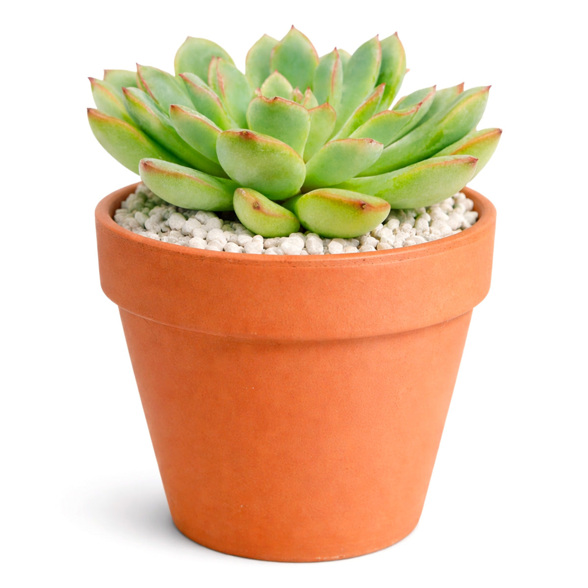 Echeveria runyonii ‘Pink Edge’, Pink Edge succulent, Rare echeveria variety, Decorative echeveria rosette, Drought-tolerant echeveria care