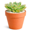 Echeveria runyonii ‘Pink Edge’, Pink Edge succulent, Rare echeveria variety, Decorative echeveria rosette, Drought-tolerant echeveria care