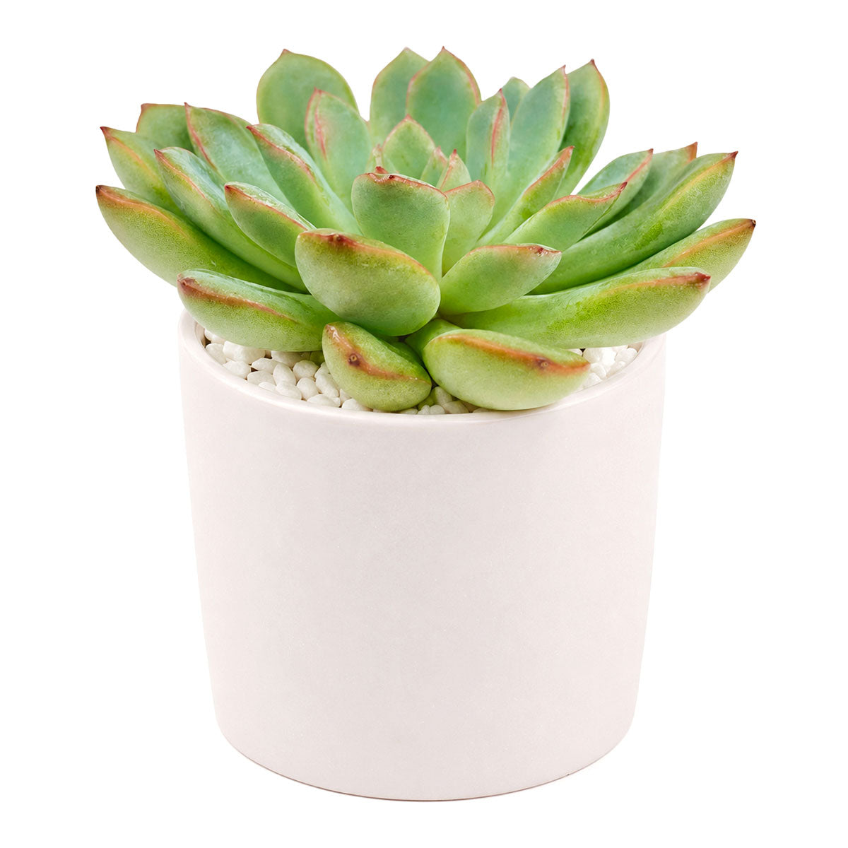 buy echeveria runyonii pink edge live succulent 2 inch online, glaucous pale green leaves with prominent hot-pink margins creating stunning color contrast, tight architectural rosette form with elegant proportions, sun-loving succulent thriving in arid indoor environments, perfect low-care specimen plant, striking decorative succulent display focal point, exceptional living gift for plant collectors and enthusiasts