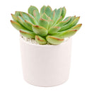 buy echeveria runyonii pink edge live succulent 2 inch online, glaucous pale green leaves with prominent hot-pink margins creating stunning color contrast, tight architectural rosette form with elegant proportions, sun-loving succulent thriving in arid indoor environments, perfect low-care specimen plant, striking decorative succulent display focal point, exceptional living gift for plant collectors and enthusiasts